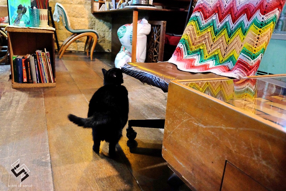 有貓有愛還有好料理，落腳天母的不羈咖啡館《ZABU》 - 質人星球。品玩生活 sosense.tw